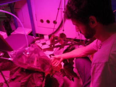 Leaf Experiment